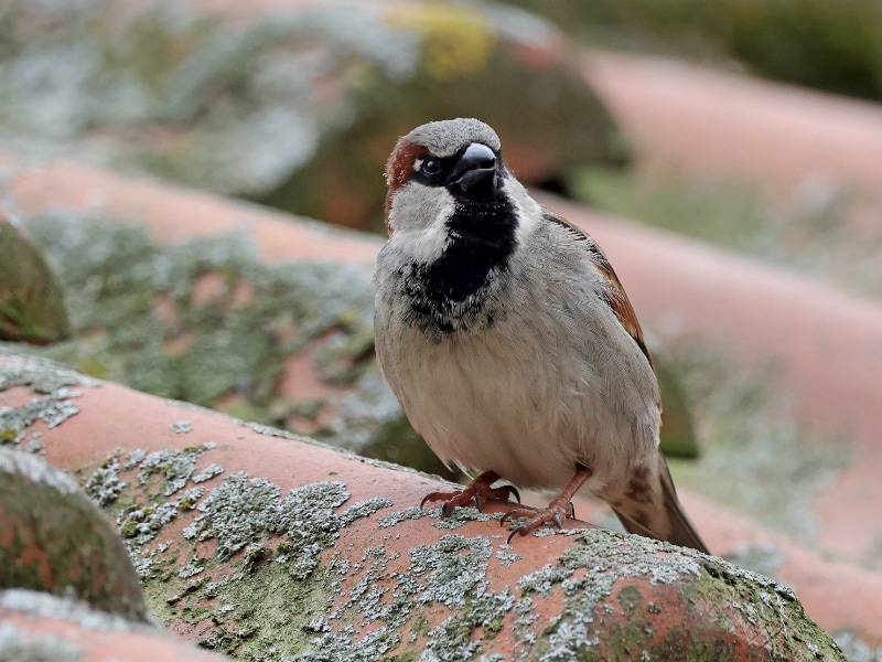 close up shot of house sparrow passer domesticus 2022 09 30 16 23 51 utc 1 | Natuurvriendelijk isoleren | IsolatieDeal